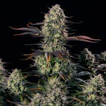 Alien Gas XXL Auto (x3) Alien Gas XXL Auto (x3)